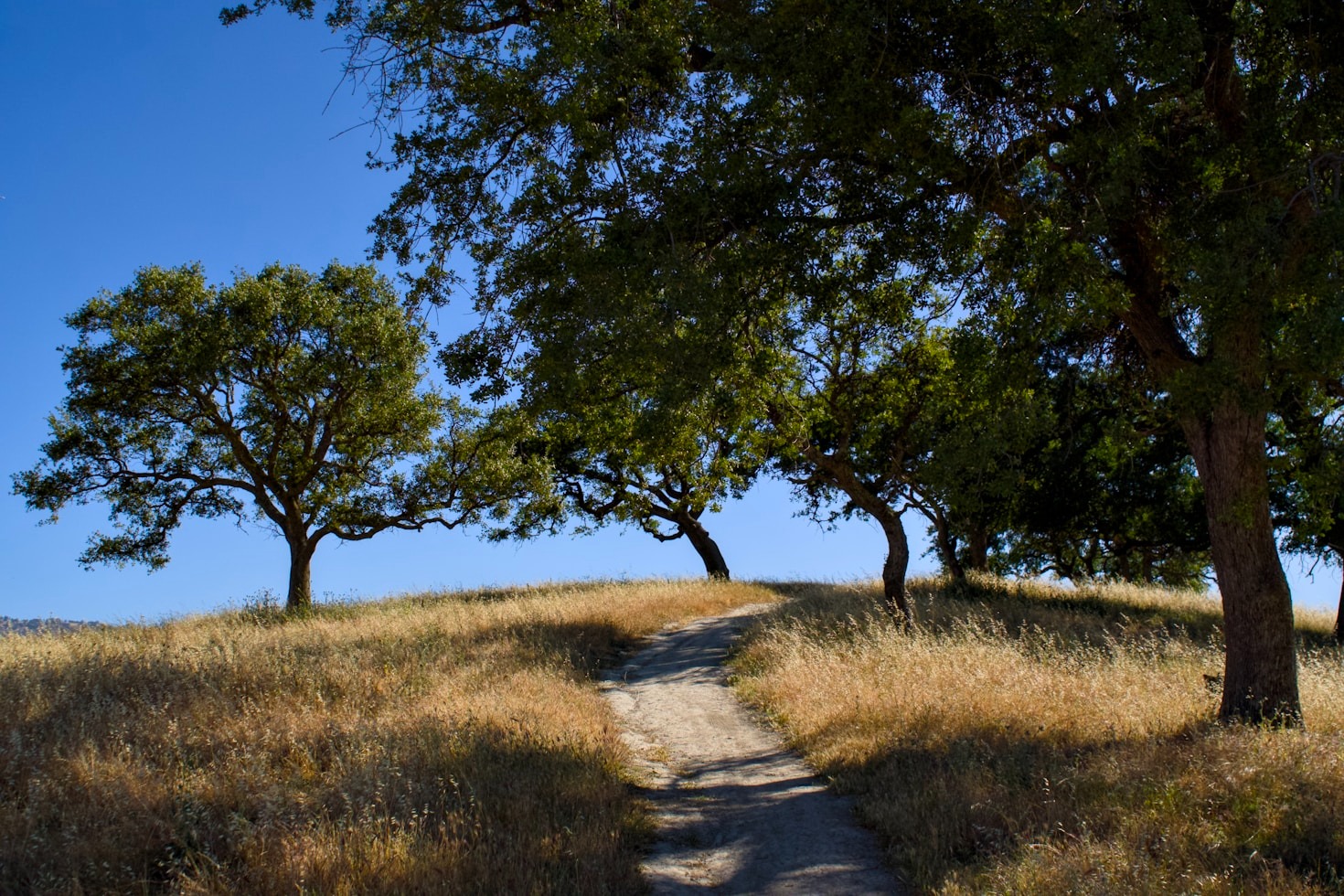 A Guide to Alameda’s Parks and Preserves